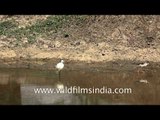 Black-winged Stilts and Egrets at the Thol Wildlife Sanctuary, Gujarat