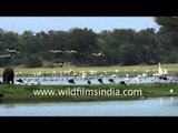 Greater flamingos descending on Thol Lake - Gujarat