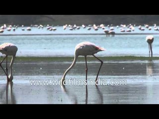 Different species of birds at Thol Sanctuary, Gujarat