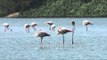 Birds of Gujarat : Thol Wildlife Sanctuary