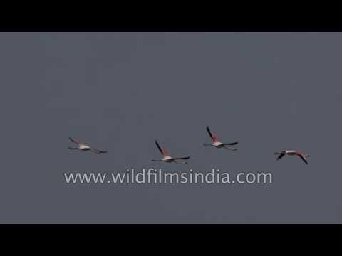 Flock of Greater Flamingos - Thol Sanctuary, Gujarat