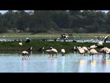 Greater Flamingos and Painted stork at Thol Sanctuary - Gujarat