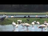 Thol Lake Bird Sanctuary - Gujarat