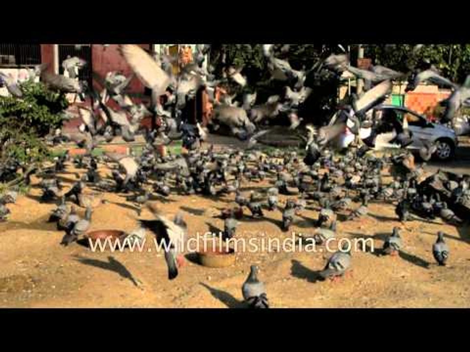Pigeons fly, feed and poop in India: slow motion imagery