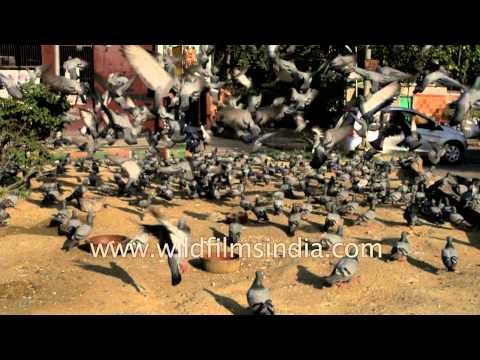 Pigeons fly, feed and poop in India: slow motion imagery