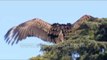 Rare and Strange Vulture behaviour in the Himalaya