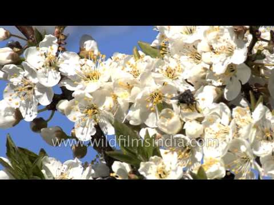 Plum blossoms in Landour