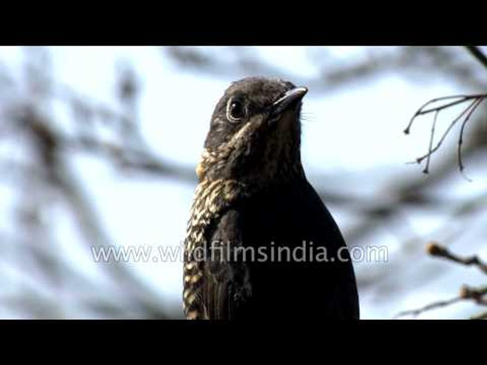 Chestnut-bellied Rock Thrush and Rufous Sibia in India
