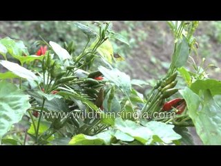 Fiery chillies of north-east India