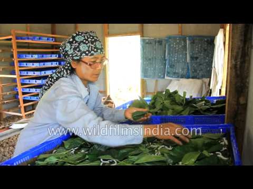Silk worms feeding on mulberry leaves in India