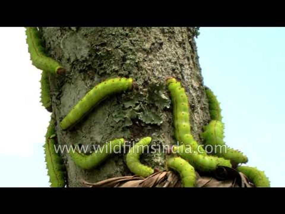 Sericulture silk worms on mulberry bark