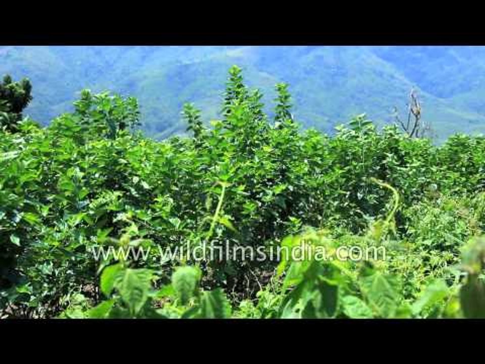Sericulture in India - mulberry trees for silk worms to feast on