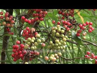 What are these berries in Sikkim? Help us identify them!