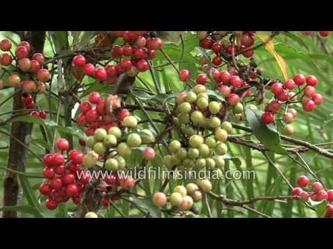 What are these berries in Sikkim? Help us identify them!