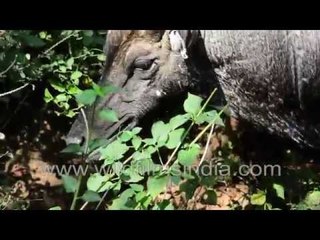 Green Bee eater and Nilgai in the wilderness