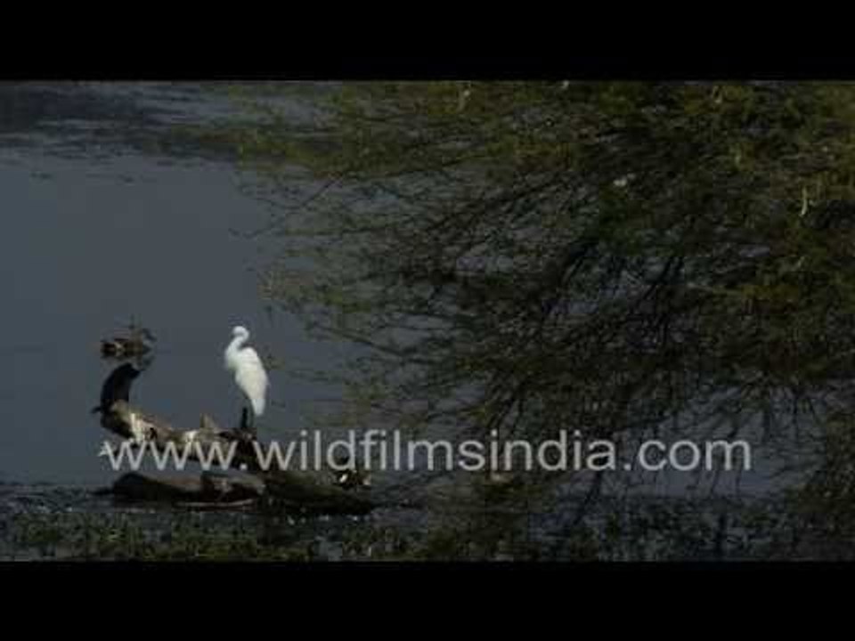 Green Bee-eater, Egret and Cormorant