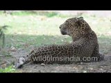 Common leopard (Panthera pardus)