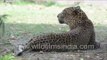 Common leopard (Panthera pardus)