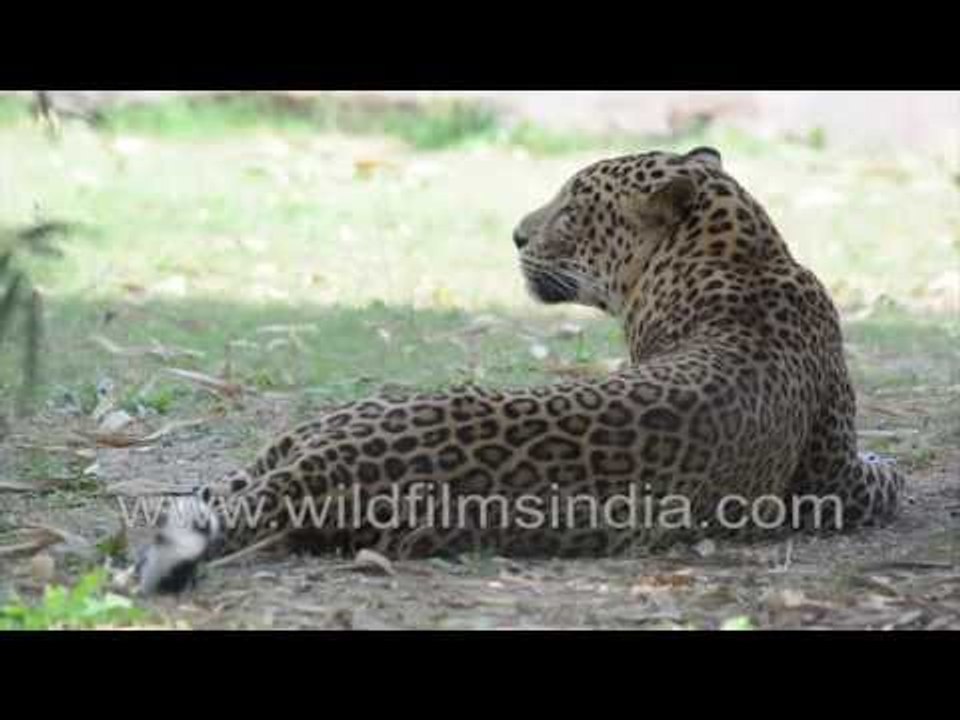 Common leopard (Panthera pardus)