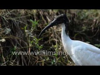 Black-headed Ibis or Oriental White Ibis