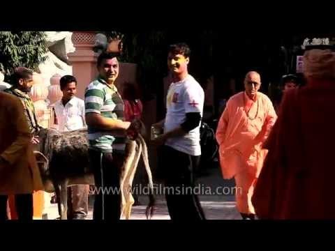 Holi celebration in Parmarth Niketan Ashram, Rishikesh