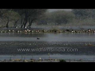 Coucal or Crow Pheasant and assortment of winter waterfowl: Thol, Gujarat