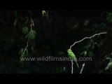 Green Bee-eater sits on Prosopis at Thol in Gujarat