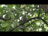 Spotted Owlet