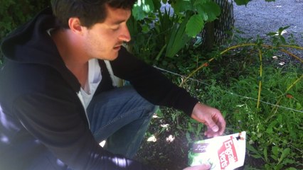 Semer des engrais verts