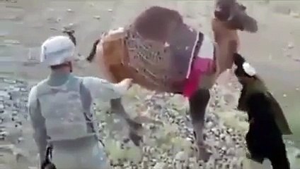 افغانی اونٹ کا امریکی فوجی پر حملہ - hahahaha