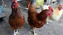About Rhode Island Red Chickens and a broody Rir.  for backyard pets and flocks