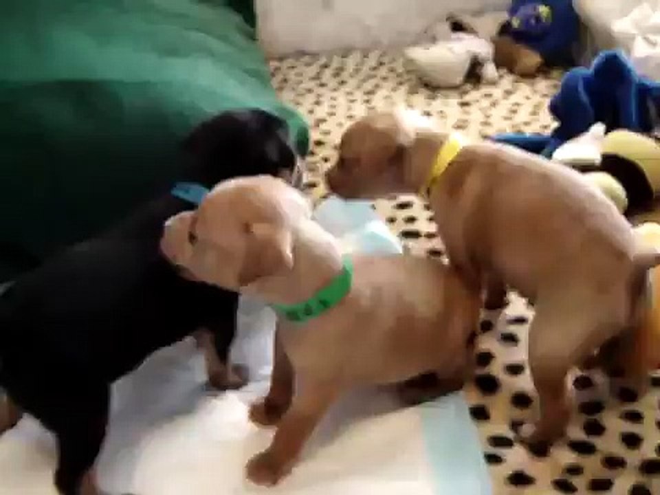 Sable's 4 week old miniature pinscher puppies