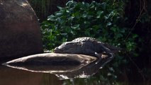 Water life - Black Billed Ibis - Mynah birds - Cranes.........