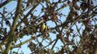 MESANGE Charbonnière / Parus major / Chants d'Hiver ! BRUITX