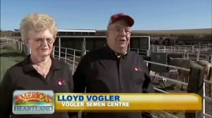 Artificial Insemination of Cattle and Horses - America's Heartland