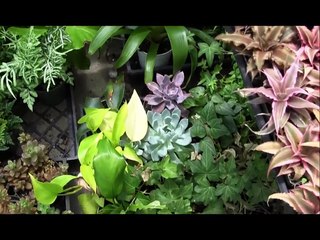 Tropical and Succulent Plants