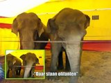 Educatie (stereotiep gedrag van olifanten in het circus)