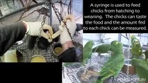 Hand Feeding Parrot Chicks 5: Weaning:  Priam Psittaculture Centre  priam.com.au