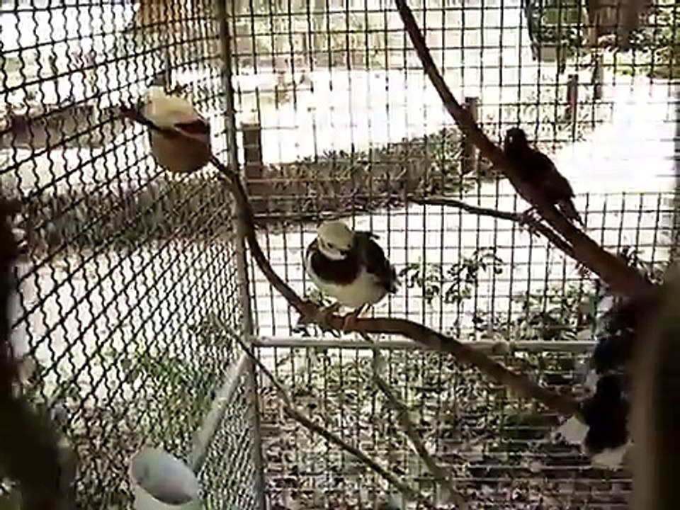 Funny REDRUM Bird - Thailand