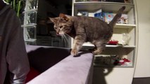 Cat jumping in slow motion - GoPro Hero 3 Silver
