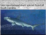 New Hammerhead SHARK Species Discovered Off South Carolina Coast
