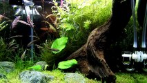 7.5 gallon Nano Planted Aquarium Update February (FULL 1080p HD)