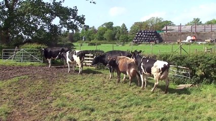 Bulling cow appearance