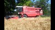 Belarus Mtz 952.3+Hw 6011Búza aratás 2014/ Wheat harvesting/ Massey Ferguson