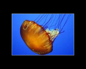 Los animales más peligrosos para el hombre