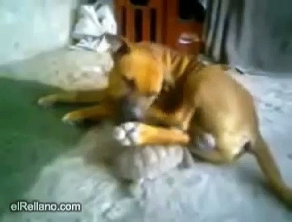 Tortuga deja al perro sin hijos