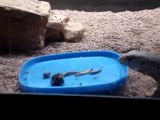 savannah monitor eats some snails and some mealworms