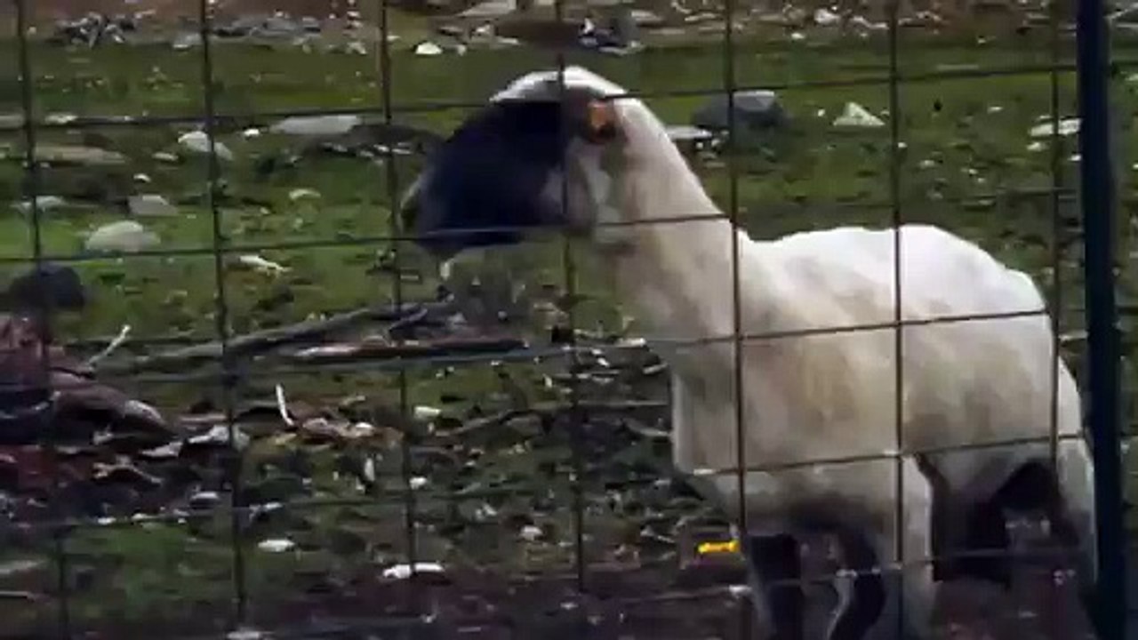 Screaming Sheep