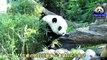 20141123圓仔登場and圓媽被嚇到The Giant Panda Yuan Zai and Yuan Yuan