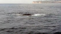 Killer Whales Hunting / Eating Gray Whale Calf after Fighting Off Mother